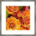 Orange Roses Framed Print