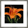 Orange Tiger Lily Over Black Framed Print