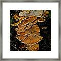 Orange Tree Fungus Framed Print