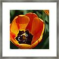 Orange Tulip Framed Print