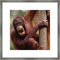 Orangutan Hanging On Tree Framed Print