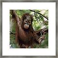 Orangutan Infant Hanging Borneo Framed Print