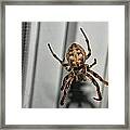 Orb Weaver Framed Print