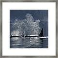 Orca Pod Framed Print