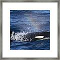 Orca Surfacing Hokkaido Japan Framed Print
