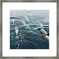 Orcas Bow Riding Framed Print