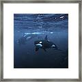 Orcas, Underwater Photography, Norway Framed Print