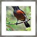 Orchard Oriole Male Framed Print