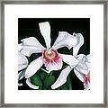 Orchid 10 Framed Print