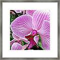 Orchid 2 Framed Print