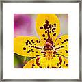 Orchid 2 Of 3 Framed Print