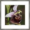 Orchid 29 Framed Print