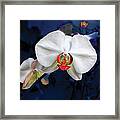 Exotic Orchid 25 Framed Print