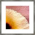 Orchid Abstract-5 Framed Print