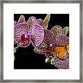 Orchid And Orange Butterfly Framed Print