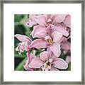 Orchid Cascade Framed Print