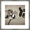 Orchid Duality Framed Print