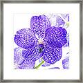 Orchid Flower Framed Print