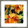 Orchid Ii Life Framed Print