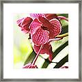 Orchid Ii Framed Print
