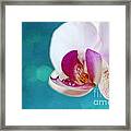 Orchid Jewel Framed Print