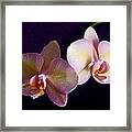 Orchid Light Framed Print