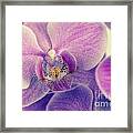 Orchid Lilac Dark Framed Print