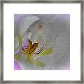 Orchid Love Framed Print