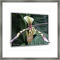 Orchid Framed Print