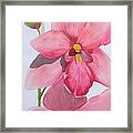 Orchid Framed Print