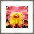 Orchid #orchid Framed Print