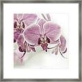 Orchid Pink Vintage Framed Print