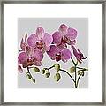 Orchid Plant On Grey Background Framed Print
