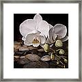 Orchid - Sensuous Virtue Framed Print