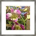 Orchid Splendor Framed Print