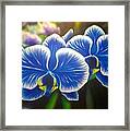 Orchid-strated Blues Framed Print