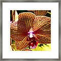 Orchid Study Vii Framed Print