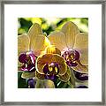 Orchid Study Viii Framed Print