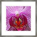 Orchid Upclose Framed Print