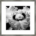 Orchid With Black Wings Framed Print