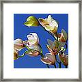 Orchids Against A Blue Sky Framed Print