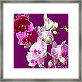 Orchids For Spring Framed Print
