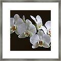 Orchids Framed Print