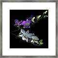 Orchids Framed Print