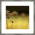 Oregano Winter Warmth Framed Print