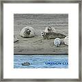 Oregon Coast Seals Framed Print