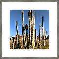Organ Pipe Cactus Framed Print