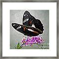 Original Animal Oil Painting Art-the Butterfly#16-2-1-09 Framed Print