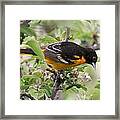 Oriole With Apple Blossoms Framed Print