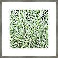 Ornamental Grass Plant Framed Print